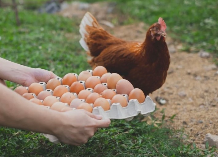 Beternak Ayam Potong Dan Petelur